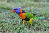 Red-collared Lorikeetborder=